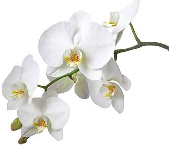 Semillas de flores de orquídea blanca 100 unids fresca