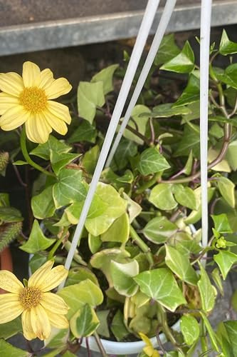 eGarden.store - Pianta vera di Senecio Macroglossus Variegatus o Edera del Kenya | Altezza pianta: 15 cm - Diametro vaso: 14 cm - succulenta ornamentale variegata fiore giallo da esterno e interno