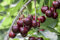 Prunus avium 'Sunburst' 150–200 cm – Winterhart, Mehrjährig – Süßkirsche – Obstbaum für Garten & Ernte