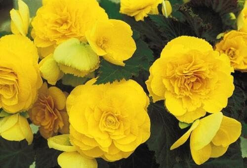 Buy4seeds 5 Seeds Flower Begonia Tuberous Non Stop Yellow f1 Useful for Garden and Outdoor