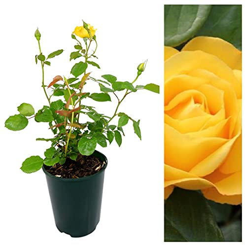 Rose Bush Arthur Bell - Floribunda Rose Bush for The Garden in a 3Litre Pot