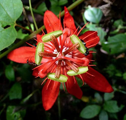 Passiflora coccinea pianta rampicante in vaso ø9 cm Vivaio di Castelletto