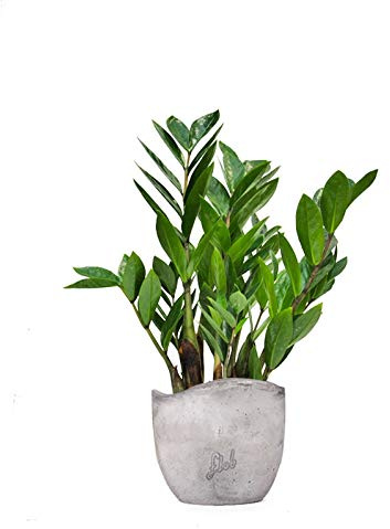 Zamia Altezza 45 cm, Pianta Vera, Pianta da Interno, Vaso Artigianale in Cemento (onda)