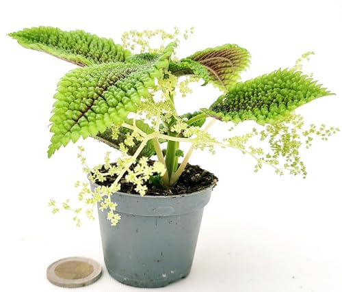 POWERS TO FLOWERS - PILEA MOON VALLEY, 2 PIANTE, vaso 5,5cm diametro, ideale per terrarium, pianta vera