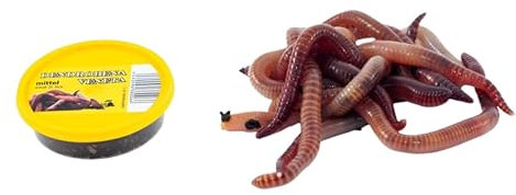 Dendrobena Regenwurm Rotwurm Würmer, mittelgroß, ca. 25 Stück, 1 Dose, Lebendfutter, Angelköder, Haustierfutter, Reptilienfutter
