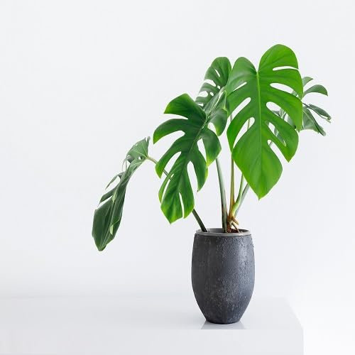 Nouvelles graines fraîches de plantes Monstera 80 pièces