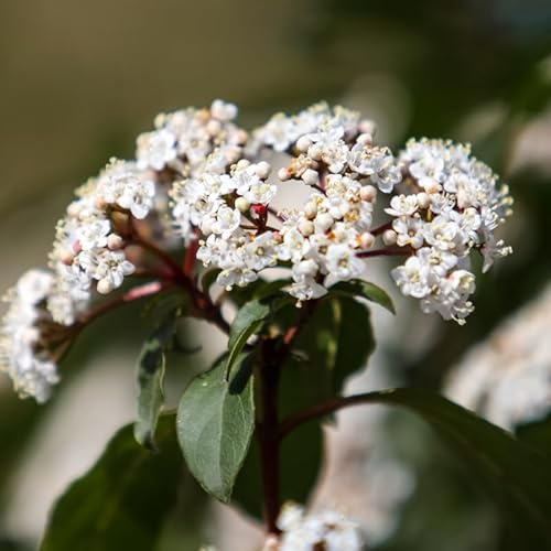 Viorne Tin - Viburnum Tinus 30cm - Plante - Floraison Printemps - Hauteur 2 à 3 m