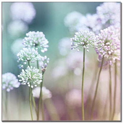 banjado® Glas Magnettafel mit 4 Magneten - Magnetwand 50x50cm mit Motiv Lauchblüte - Memoboard/Pinnwand magnetisch, beschreibbar, perfekt für die Küche - Magnetboard auch als Wandbild/Wandtafel