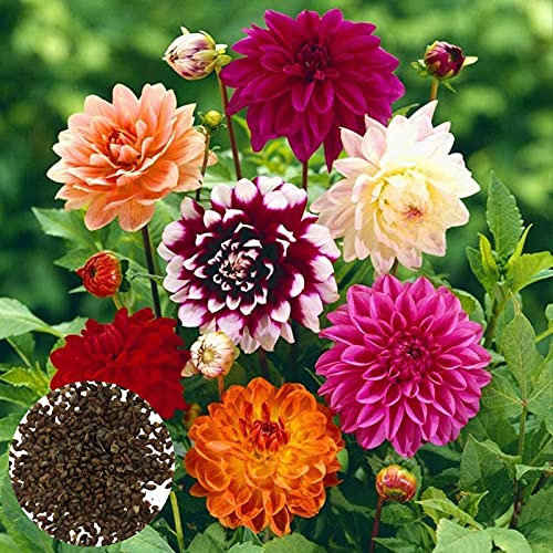 200 Pièces/Sac Graines De Bonsaï Décoratif Attirer Les Oiseaux à Croissance Rapide Couleur Mixte Dahlia Graines De Fleurs Pour La Décoration Des Graines De Jardin Des Plantes Graines de Dahlia
