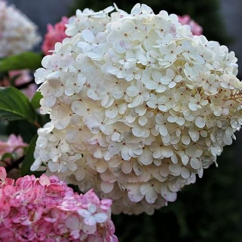 Rispenhortensie Limelight ® weiß hellgrüne limettengrüne Rispenblüten Hydrangea 5 Liter Topfballen