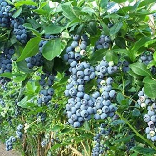 Saterkali Semi di Mirtillo, 30 Pezzi/Borsa Semi di Mirtillo Clima temperato Tolleranza alla siccità Blu Scuro Eccellente Produzione di Semi di Frutta per Giardino Semi di Mirtillo