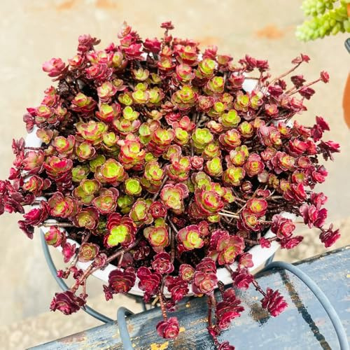 Semillas de sedum en decoración interior jardín orgánicas 400pcs