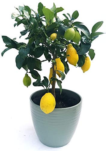 POWERS TO FLOWERS - LIMONE ALBERELLO IN VASO CERAMICA GRIGIO RIGATO, pianta vera