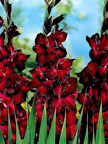 CUIKWA Gladiolos de colores mixtos: ideales para la decoración del jardín de primavera y otoño-4 rizoma-F