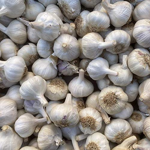 Pflanzknoblauch weiß Steckknoblauch Knoblauch (5 Kg)