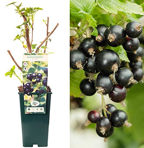 Blackcurrant Ribes Big Ben | Deciduous Fruit Plant Shrub | 30-50cm Potted