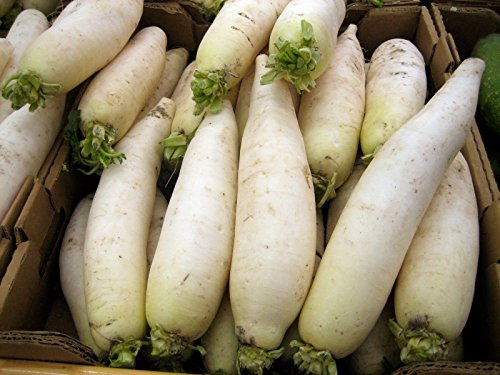 1000 semi di ravanello Daikon Erbstück Non-GMO organico US Grown MASSA Asiatische Küche