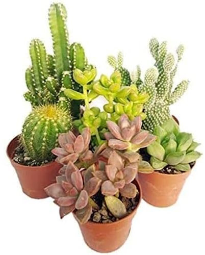 Italy Green Life - Set Mix di 12 Succulente Senza Spine e Cactus Veri vaso da 6,5cm | Mini Piante da Interno ed Esterno | Piante Resistenti per Scrivania, Casa e Ufficio | Regali Ecosostenibili