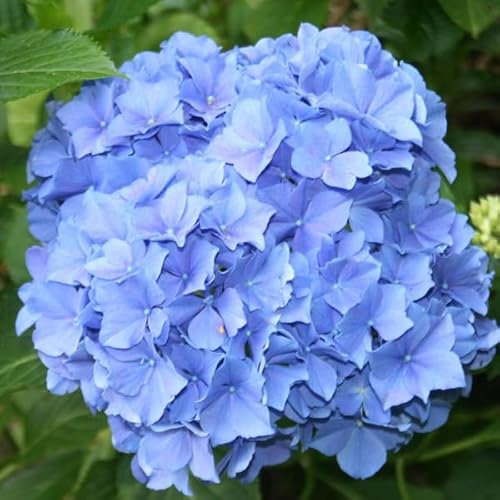 hortensia de bulbo 'Blauer Zwerg' 25-30cm - Hydrangea macrophylla 'Blauer Zwerg' -