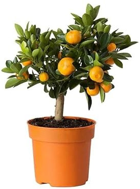 Calamondino in Vaso Ø15 cm – Agrume Ornamentale e Fruttifero – Prodotto in Sicilia dal Vivaio uJardinu – Pianta da Interno o Esterno, Sempreverde e Resistente