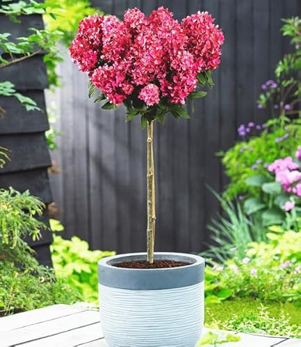 BALDUR Garten 1x Hortensien-Stämmchen 'Bloody Marie®', im 4 Liter-Topf | winterharte & mehrjährige Pflanze, pflegeleicht, Dauerblüher für Beet & Kübel, Blüten mit märchenhaftem Farbspiel
