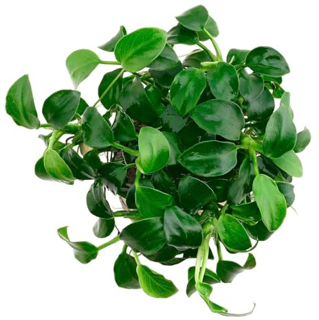 Aquasabi - Anubias barteri var. nana 'Bonsai' ('Mini Mini') - Bonsai-Anubias - Topf 5 cm - Vordergrund Wasserpflanze für Aquarium - Topf Aquarienpflanze - Aquascaping