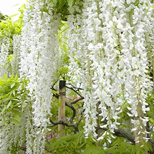 1 x Wisteria Floribunda 'Shiro-Noda' - Glycine Japonaise 'Shiro-noda' 50-60 cm en conteneur