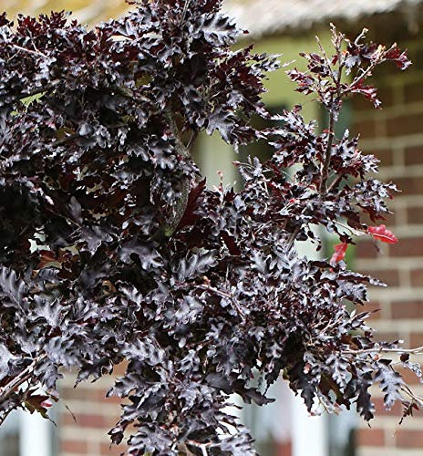 Hänge Blutbuche Rohan Weeping 30-40cm - Fagus sylvatica