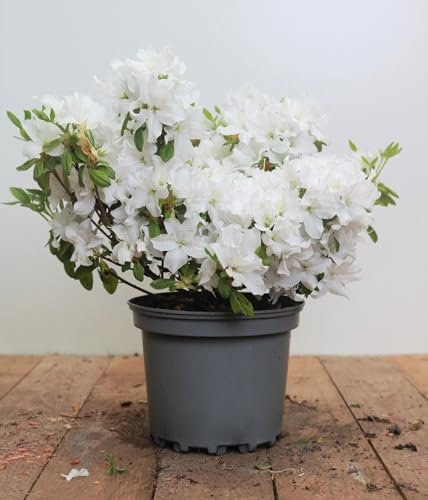 Rhododendron obtusum 'Kermesina Alba' 15-20 cm – Winterhart, Immergrün, Mehrjährig – Japanische Azalee – Zierstrauch für Garten & Kübel