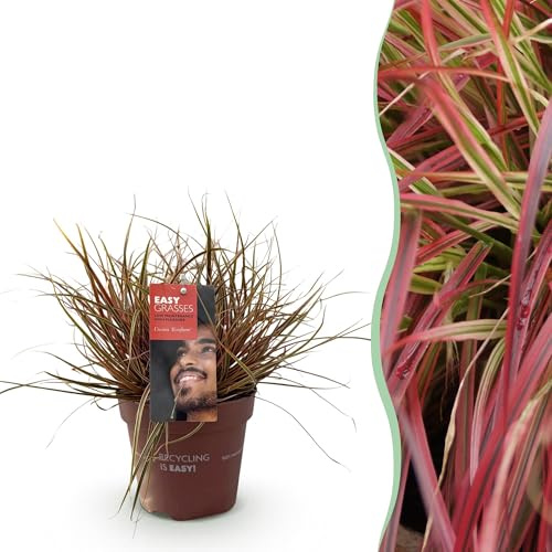 GreenboutiQ - Ziergräser - Uncinia rubra Everflame - Rot - 1 Pflanze - Immergrün - Winterhart - Topf 17cm Höhe 50cm