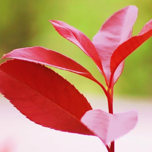Semillas de petirrojo rojo de Photinia - cobertura - arbustos de rápido crecimiento níspero rojo petirrojo de otoño resistentes 25pcs