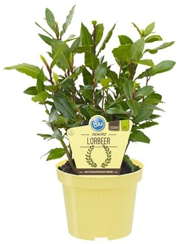 DECOALIVE Árbol de Laurel PREMIUM - Planta Natural para Cocinar - Hierbas Provenzales Naturales para Huerto Urbano
