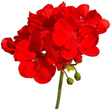 Geranium Plants, 'Neon Rose', 12 x Compact Plant Pack, Geraniums, Garden Ready, Ready to Plant, Premium Quality Bedding Plants