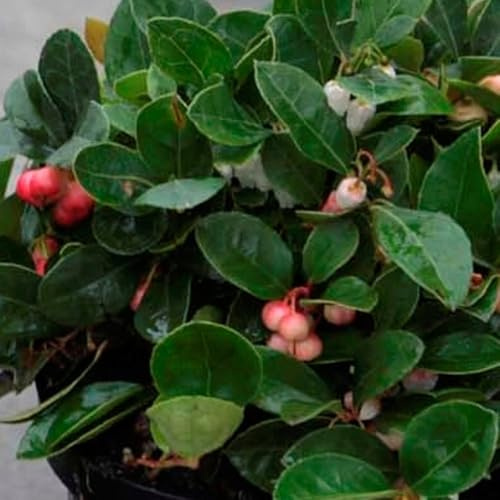 Checkerberry Gaultheria - Hardy Evergreen Ground Cover for Shady Gardens, Autumn Colour, Red Berries - Ideal for Low Maintenance Landscapes - 2X 10.5cm Pot by Thompson and Morgan