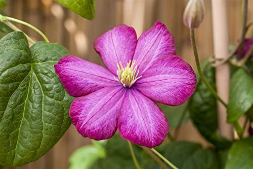 Clematis Hybride 'Ville de Lyon' 100–150 cm – Winterhart, Mehrjährig, Pflegeleicht – Waldrebe – Kletterpflanze für Pergola & Rankhilfe