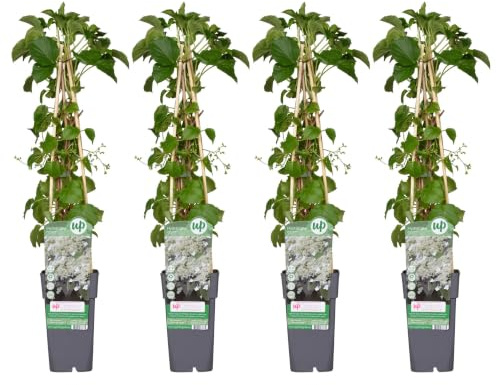 Ortensia Rampicante Hydrangea Petiolaris, Set di 4, Vaso Ø15, Altezza 65cm