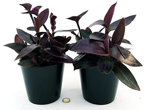 POWERS TO FLOWERS - TRADESCANTIA SETCREASEA PALLIDA, TRADESCANTIA DA ESTERNO RIFIORENTE, 2 PIANTE, VASO 12CM Diametro, piante vere