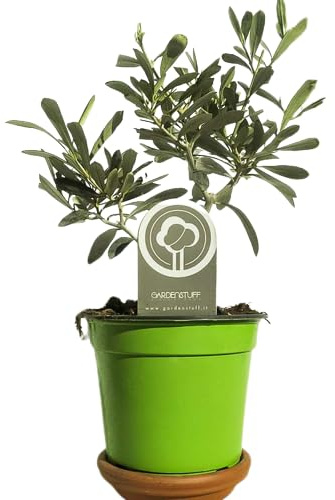 DECOALIVE Planta de Olivo Miniatura Regalo Especial Planta Viva