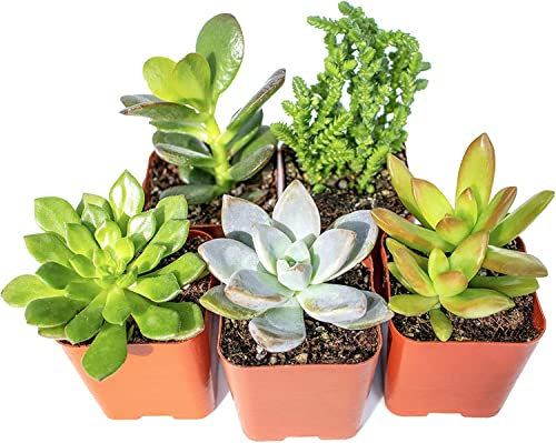 Mix Cinco Mini Suculentas Naturales Plantas de Interior o Exterior