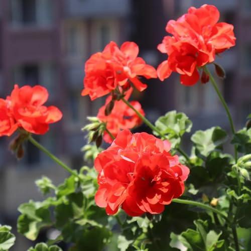 semi di geranio pendenti semi di perenni resistenti geranio da balcone, decorazione soggiorno all'esterno da giardino roccioso resistenti 250pcs