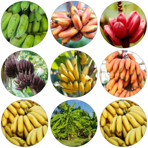 semillas de plátano decoración de banano resistente columnares cama elevada jardín bonsái interior columnar semillas banano 100pcs