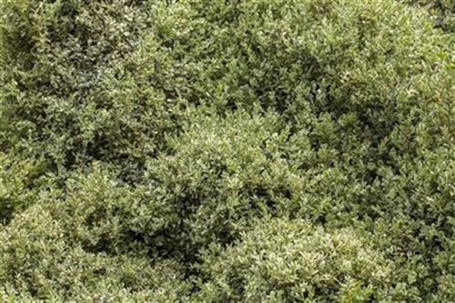Buxus sempervirens 'Elegantissima' 30–40 cm – Immergrün, Winterhart, Pflegeleicht – Buchsbaum – Heckenpflanze für Garten & Kübel