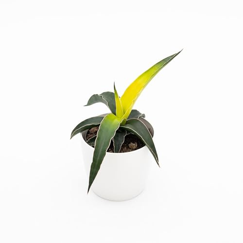 Vivai le Georgiche - Pianta vera di Sansevieria Star Canary - vaso Ø 12 cm