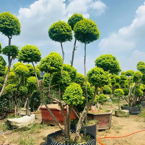 ligustro, semi di tappezzanti rialzata per interno rare decorazioni giardino per esterni sostenibili stanza d'ombra d'appartamento 500semi