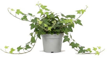 Hedera Helix Verde Planta Viva Hiedra DECOALIVE | Decoración Verde | Maceta 13 cm Diámetro | Altura 25 cm