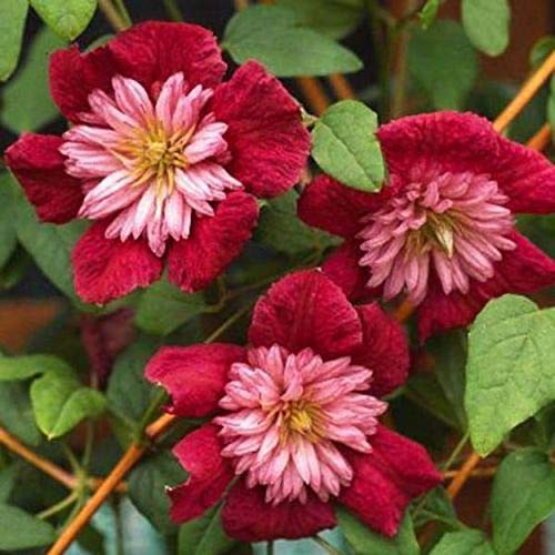 50 Bright Red Clematis Seeds Bloom Climbing Perennial Flowers Seed Flower Vine Climbing Perennial