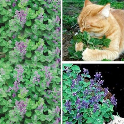 Générique 50 Pcs Cataire Graines Nepeta Cataria Graines Cataire Catmint Jardin Herbe Plante Bonsaï Chats Collations Graine de cataire 95