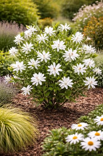 Sternmagnolie (Magnolia stellata) 60–80 cm – Winterharte Frühblühende Zierpflanze mit Sternblüten - Duftende Magnolie für Garten, Vorgarten & Kübel – Pflegeleicht & Bienenfreundlich
