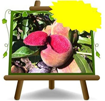 EURO PLANTS VIVAI Pesco Pesche a Polpa Rossa Sanguinella – Pianta da Frutto Antico Vaso ø 20 cm - Altezza 150~170 cm - Età 2 Anni