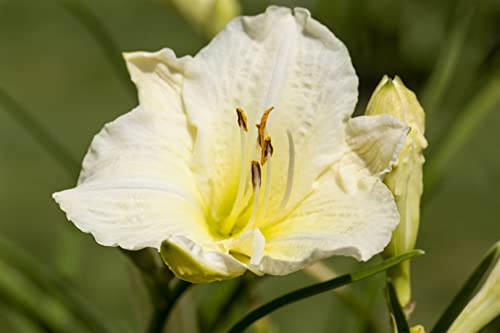 Hemerocallis 'Joan Senior' 11 cm Topf – Winterhart, Mehrjährig, Pflegeleicht – Taglilie – Staude für Beet & Rabatte